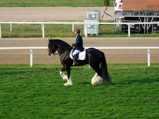 Zo HUN: Magyarország legnagyobb lova