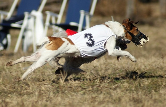 10409271_9ebc339354f2c2dbc01267650da14de6_m.jpg