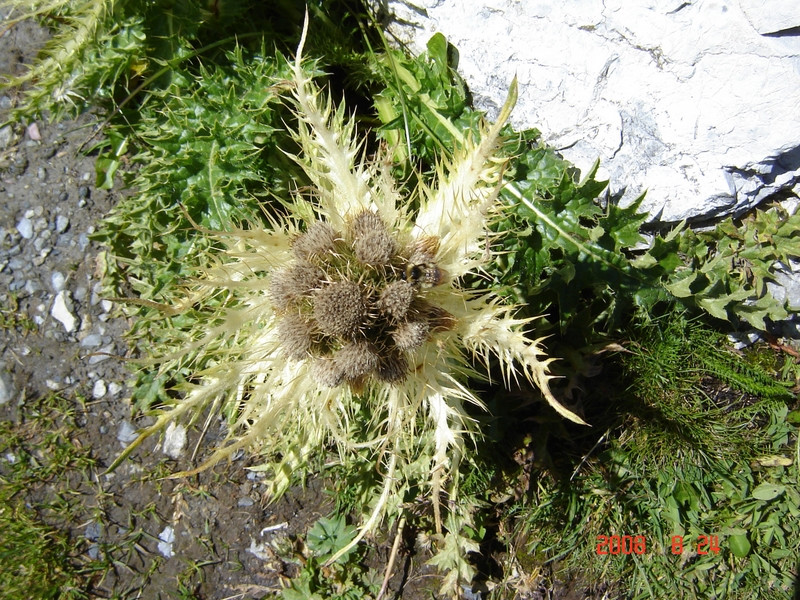 20080824 224Weisshorn