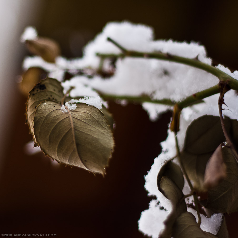 snowy leaf