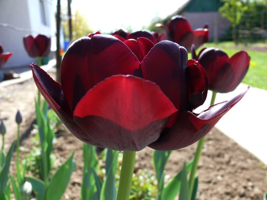 tulipán, fények