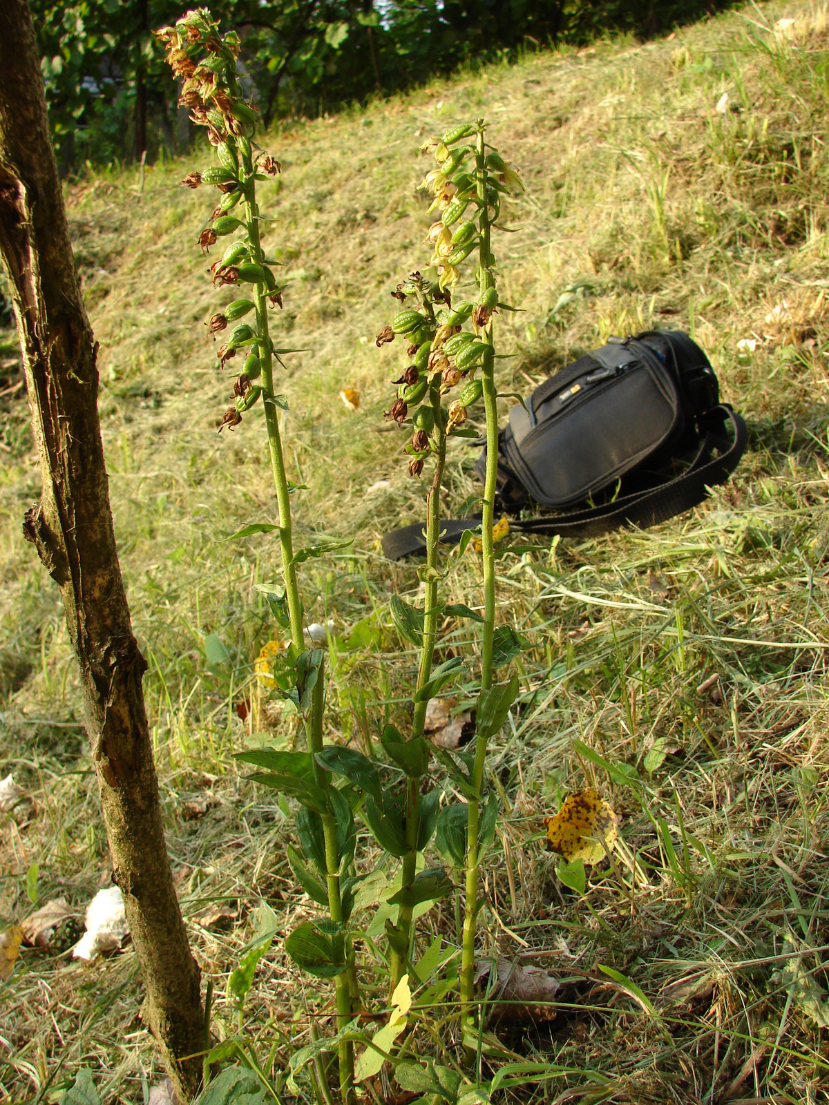 Epipactis sp. (Miskolc)