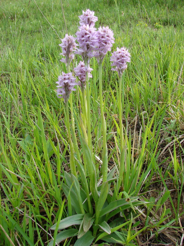 O. tridentata Bükkzsérc