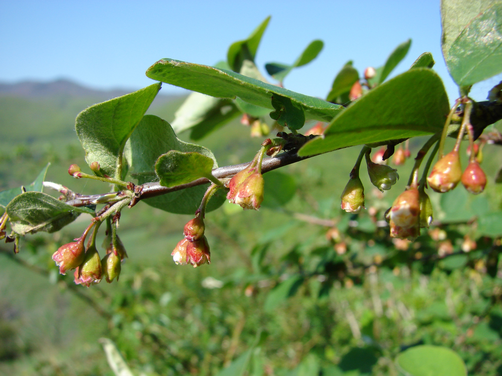 Madárbirs (Cotoneaster sp.)