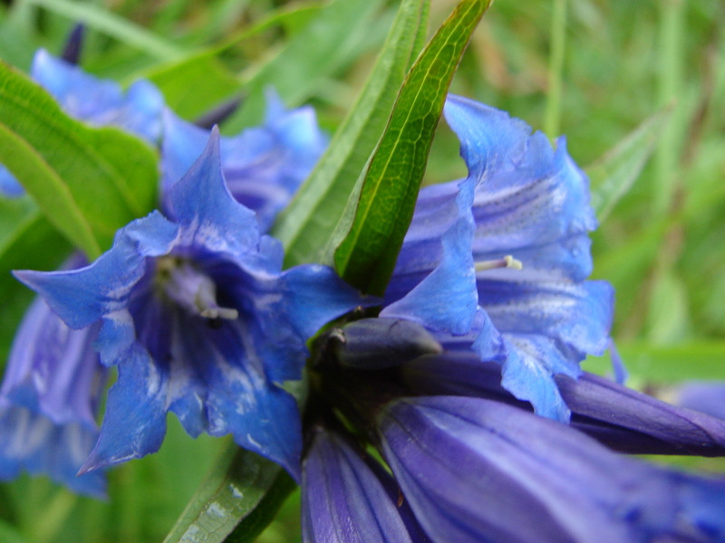 Fecsketárnics (Gentiana asclepiadea)