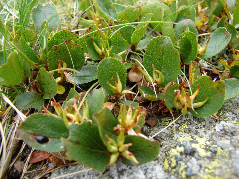 Fűnemű fűz (Salix herbacea)