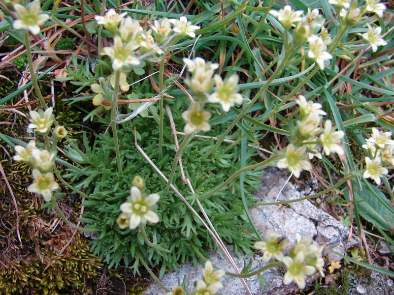 Kőtörőfű (Saxifraga)