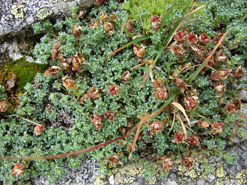 Fedelékes kőtörőfű (Saxifraga oppositifolia)