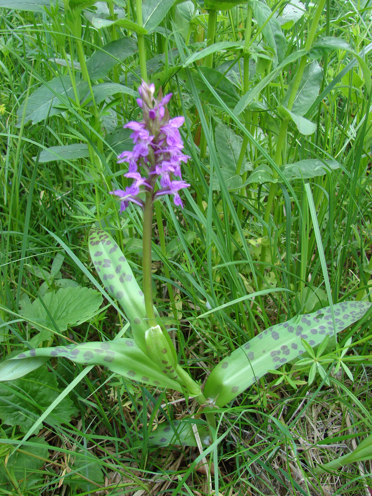 Széleslevelű ujjaskosbor (Dactylorhiza majalis)