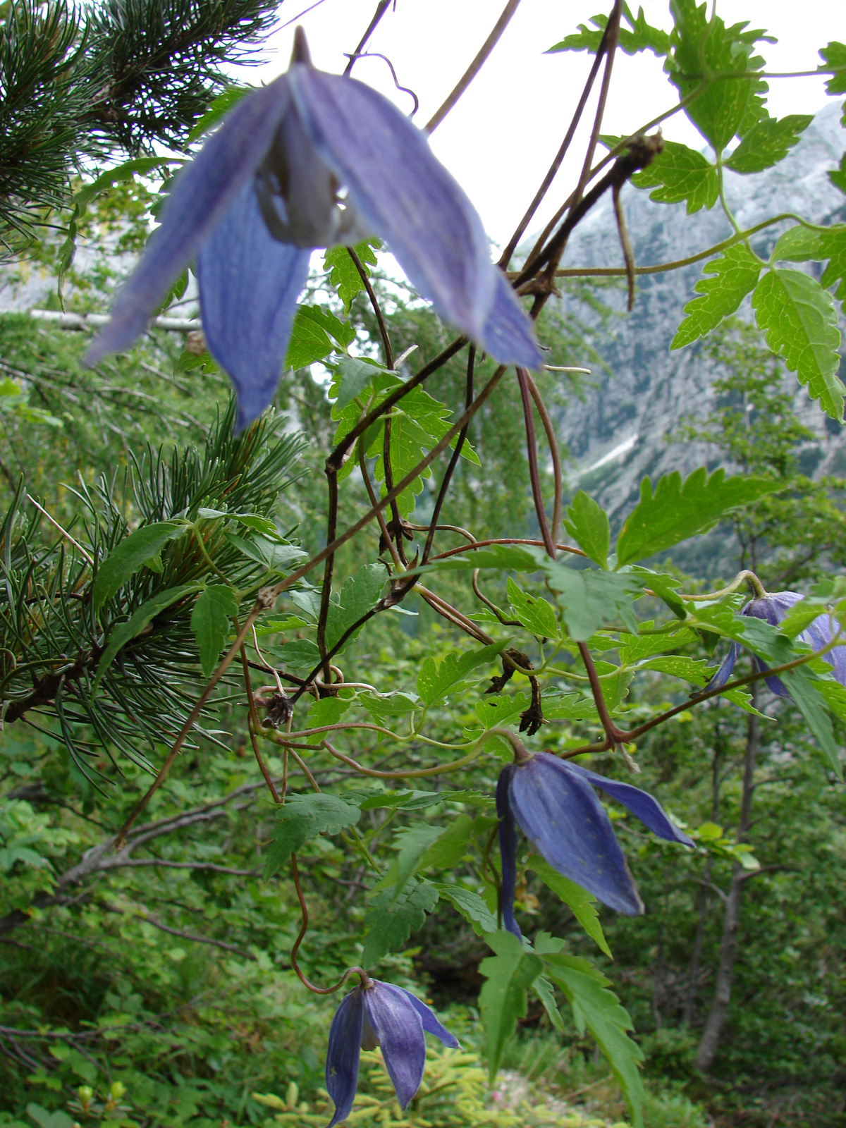 Havasi iszalag (Clematis alpina)