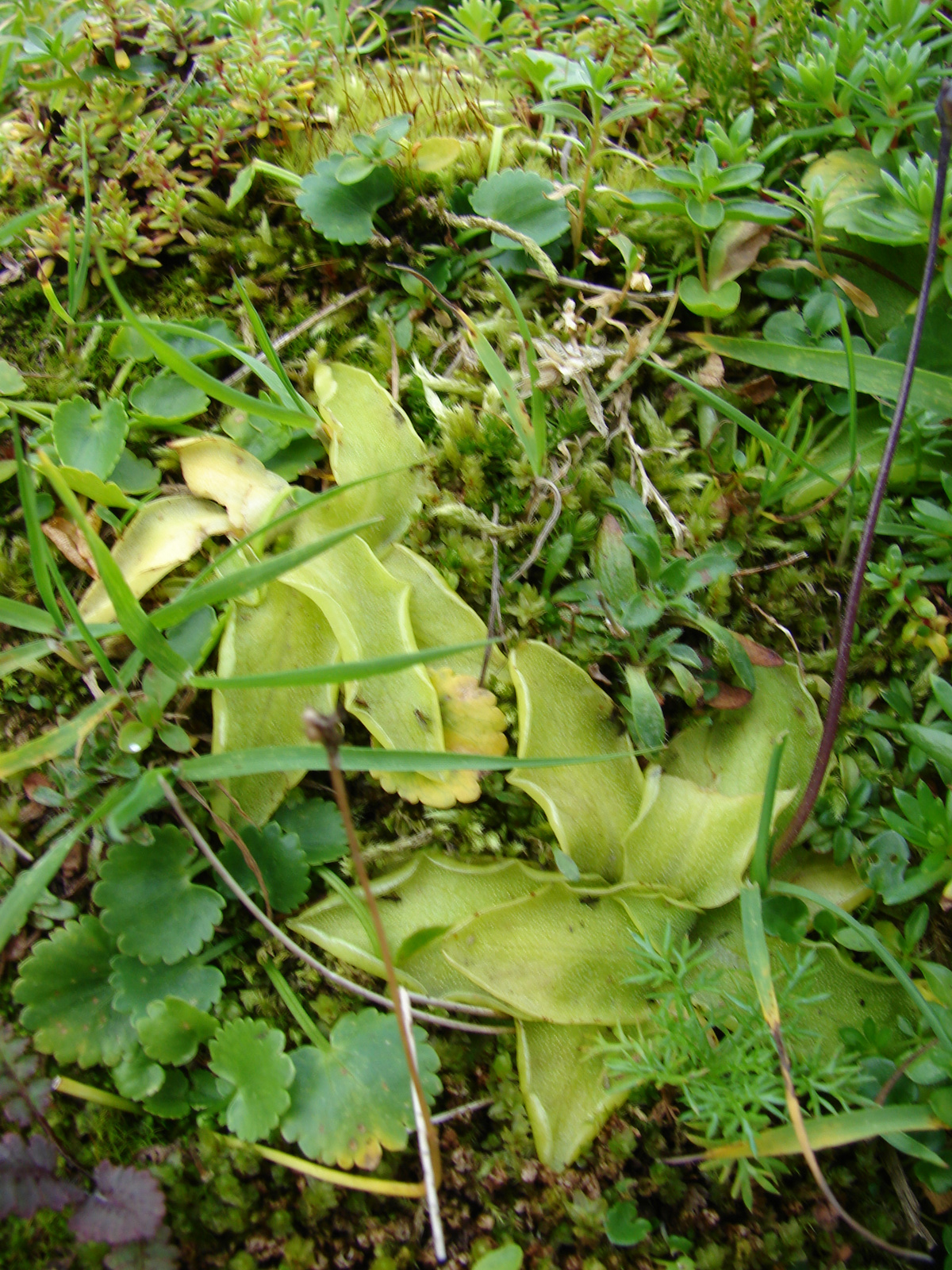 Mocsári hízóka (Pinguicula vulgaris)