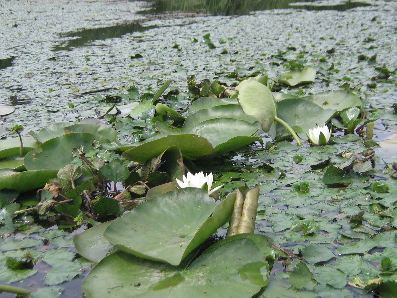 Ferenc csatorna 2009.07.11. 026