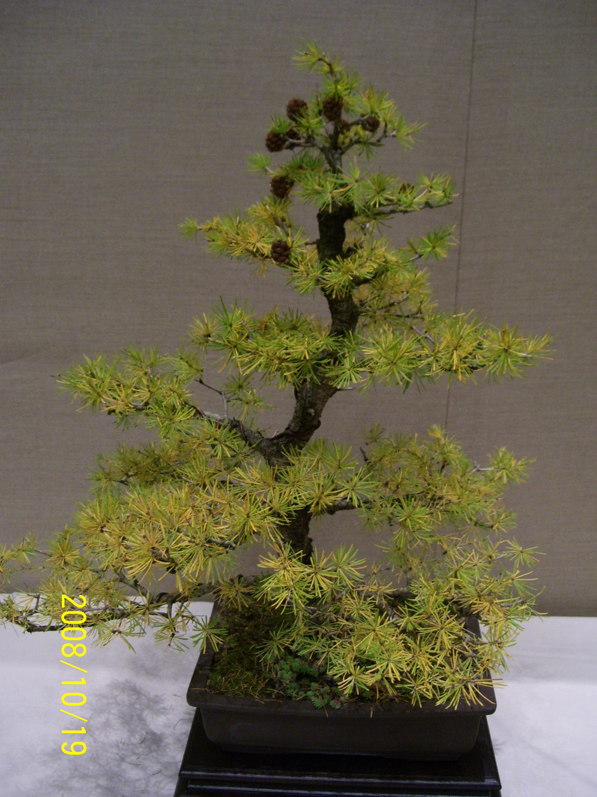 bonsai vörösfenyő