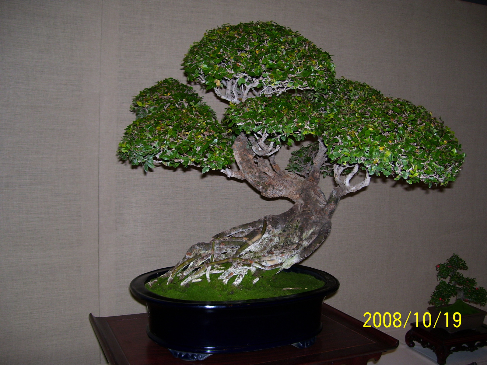 bonsai9