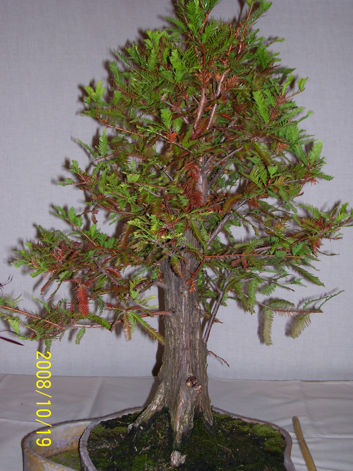 bonsai ciprus