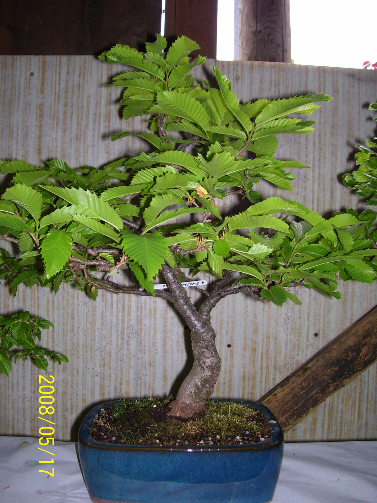 Höchstetten Bonsai13