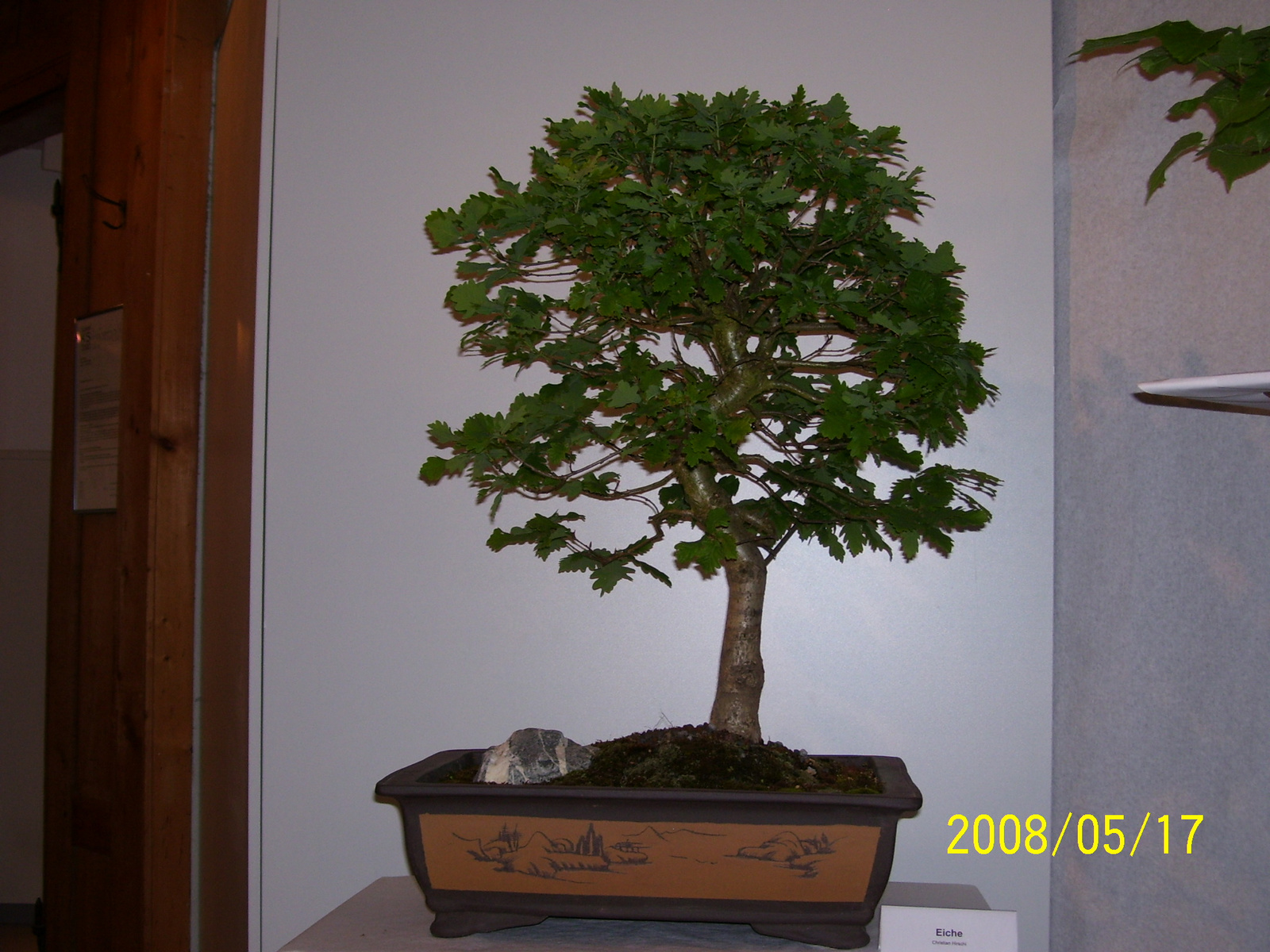 Höchstetten Bonsai25