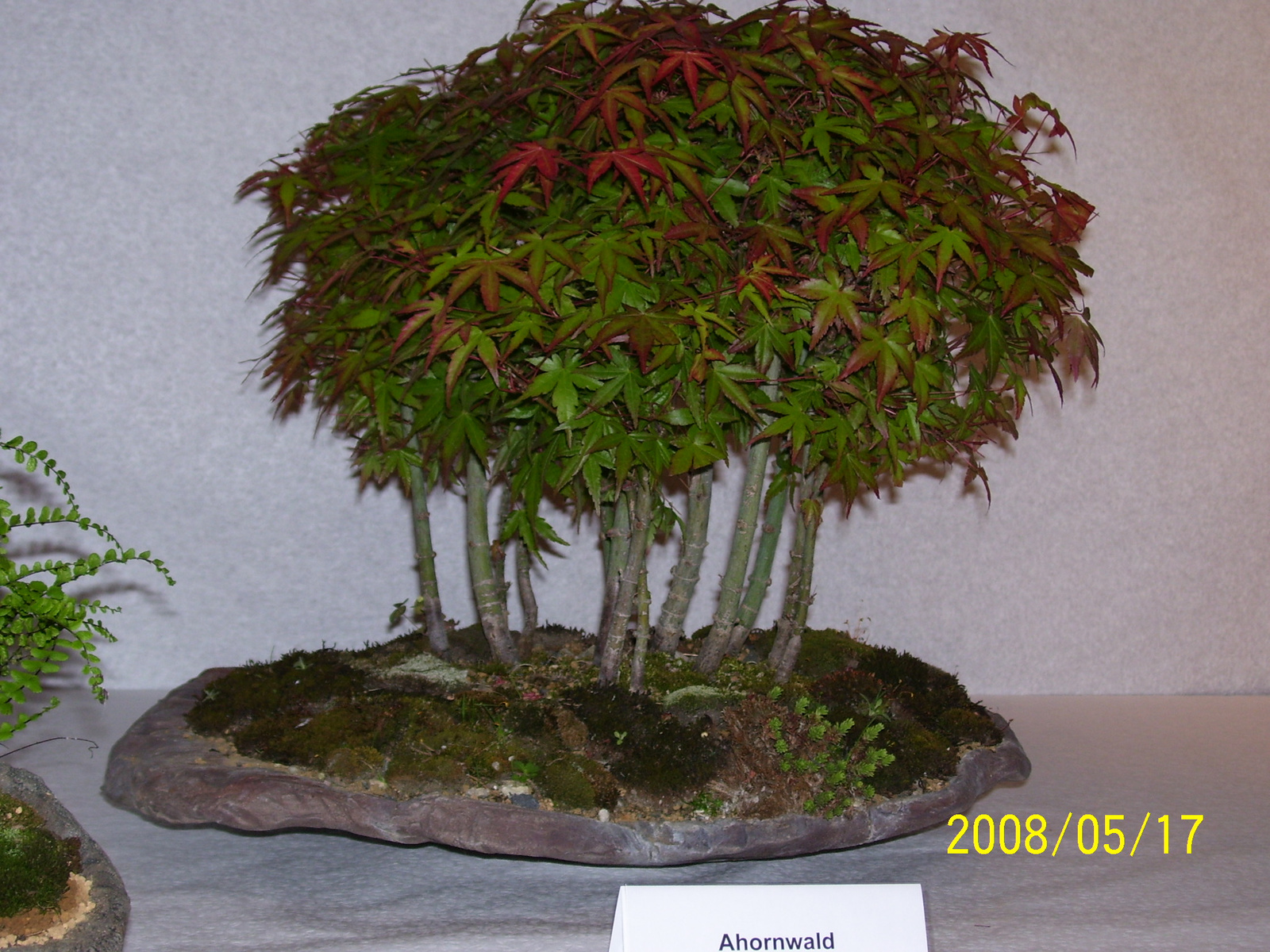 Höchstetten Bonsai49