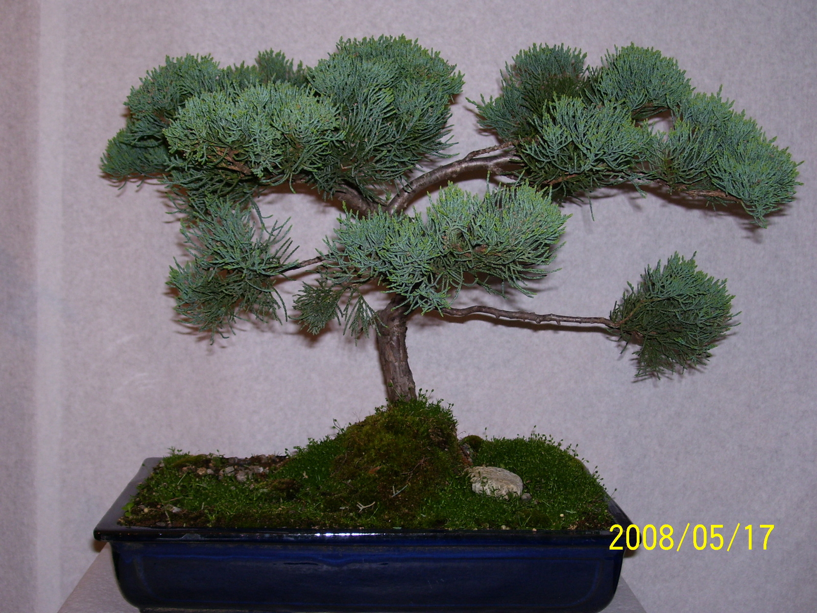 Höchstetten Bonsai28