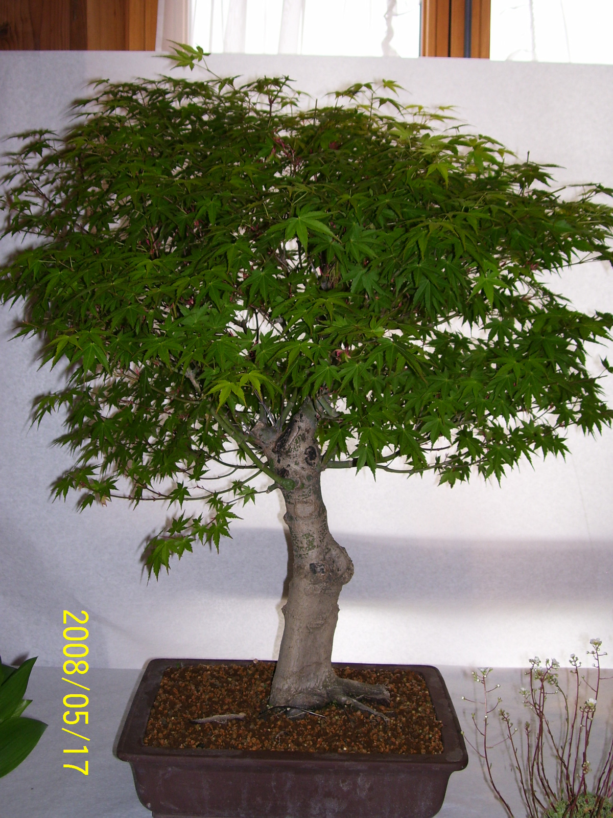 Höchstetten Bonsai33