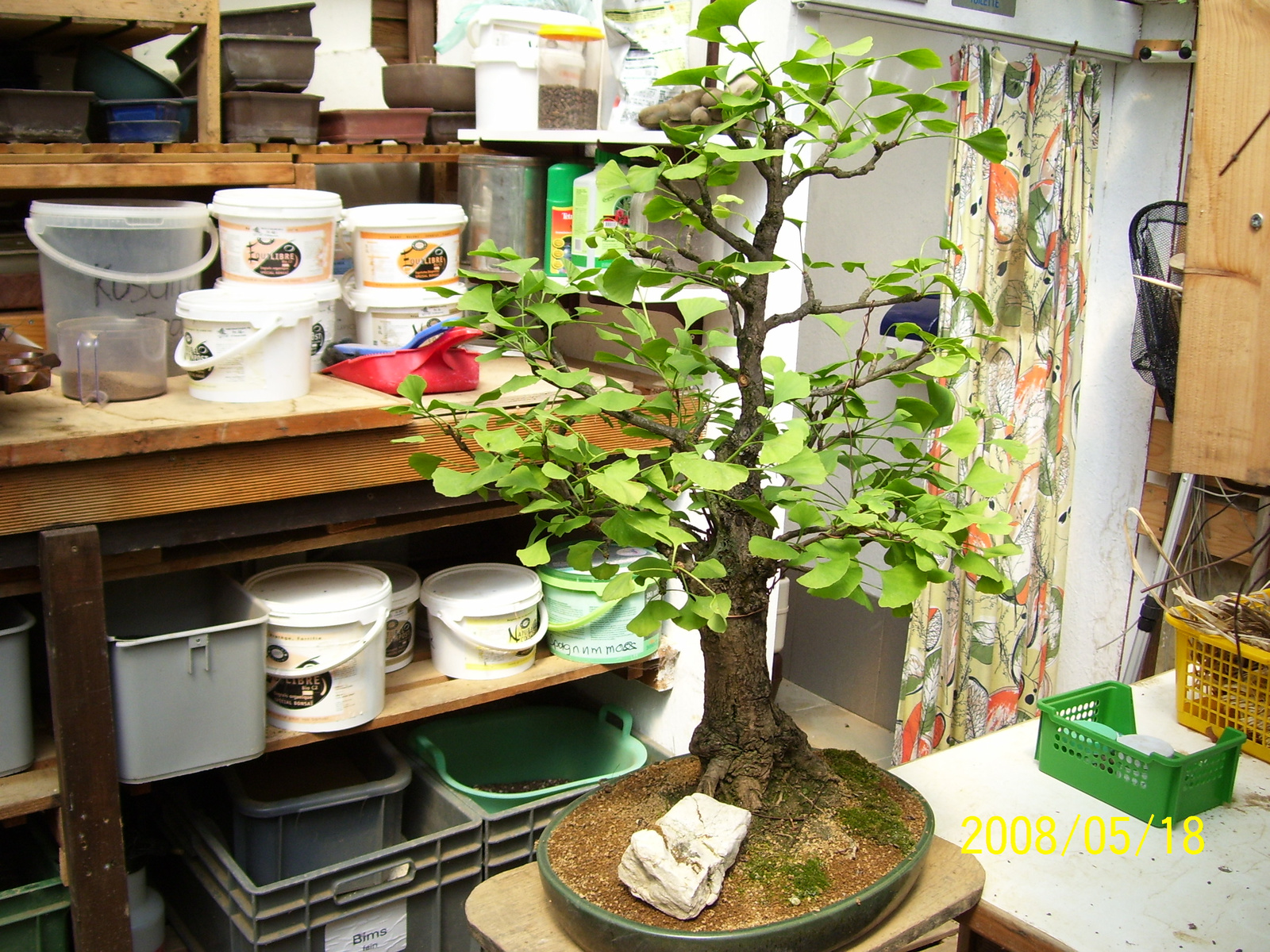 Pratteln Bonsai34