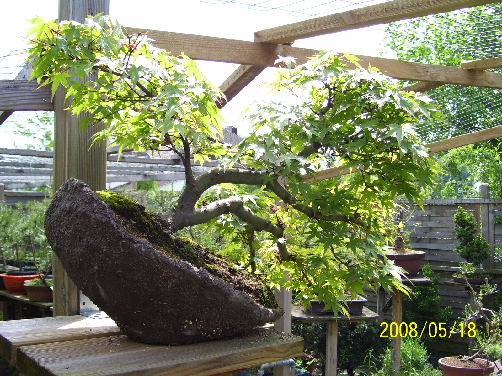 Pratteln Bonsai44