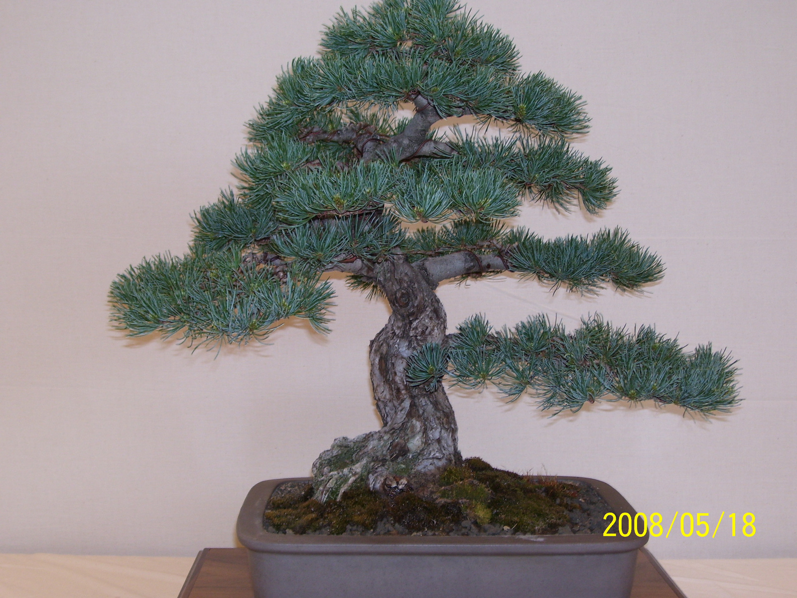 Pratteln Bonsai58