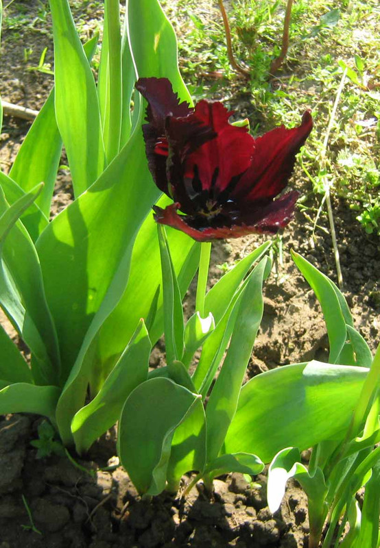 tavasz tulipán