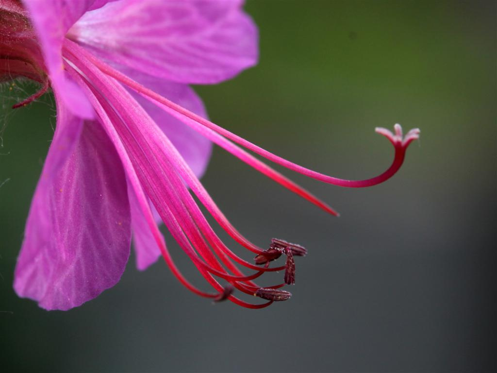 geranium- 0922