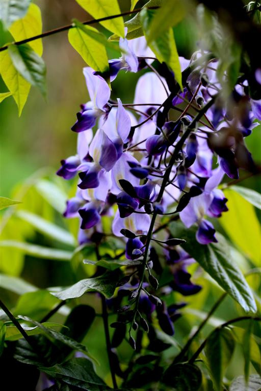 Wisteria sinensis IMG 0982