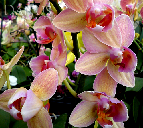 Orchidea 01