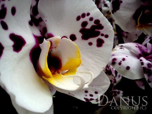 Orchidea 08