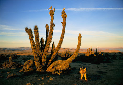 fox-cacti-desert-sartore-738685-ga