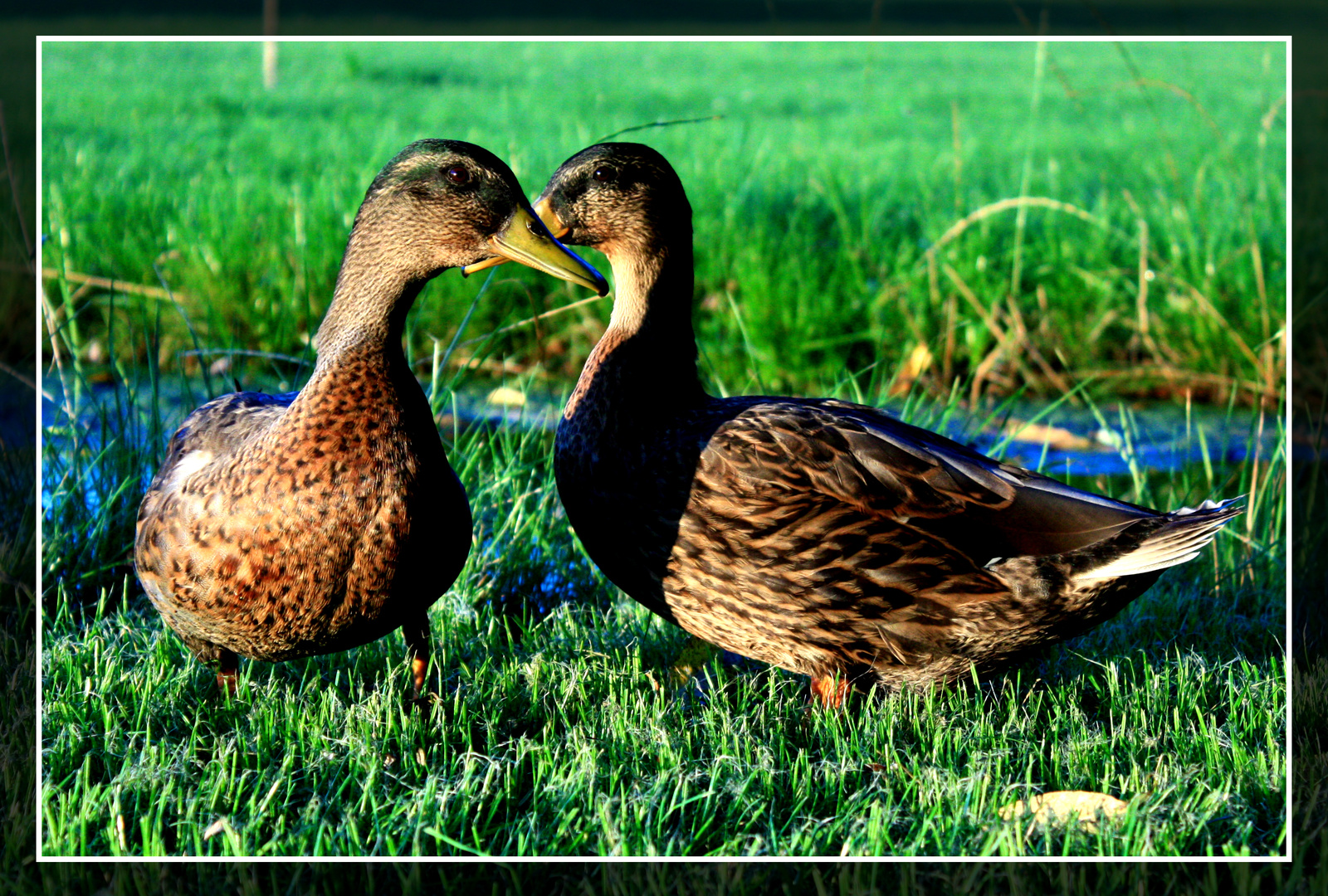 Kacsatánc (DuckDance)