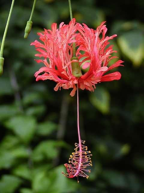 Fringed Hibiscus000