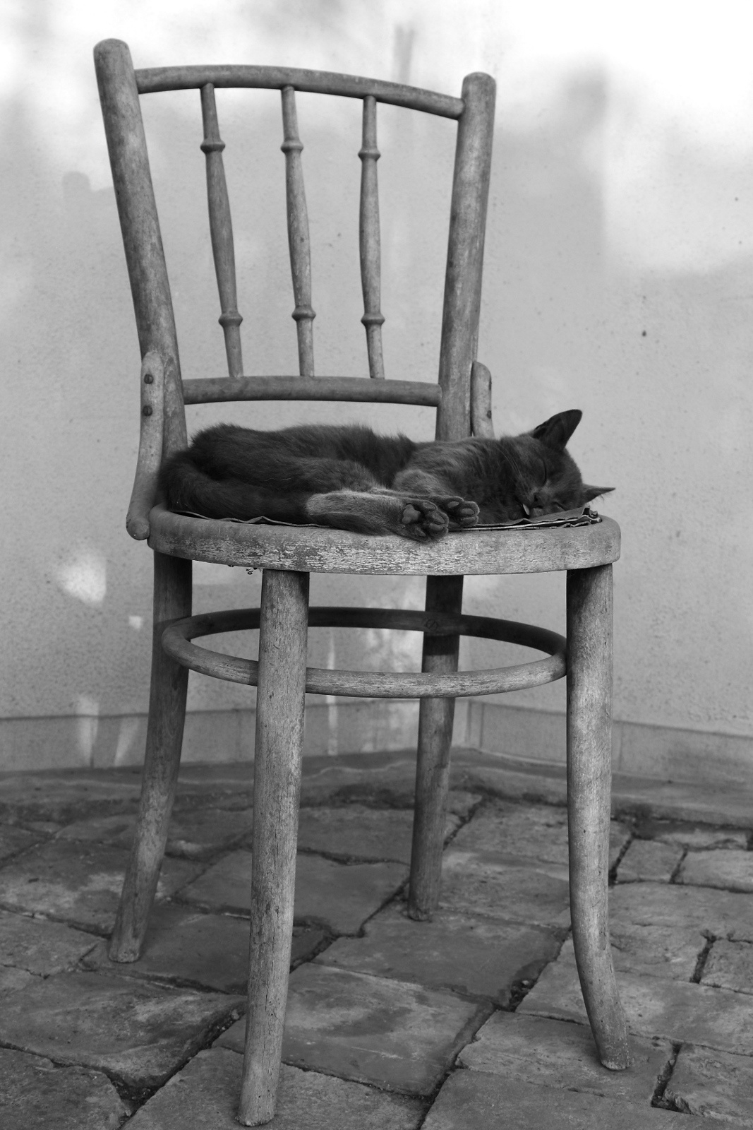 szék alvó macskával 2