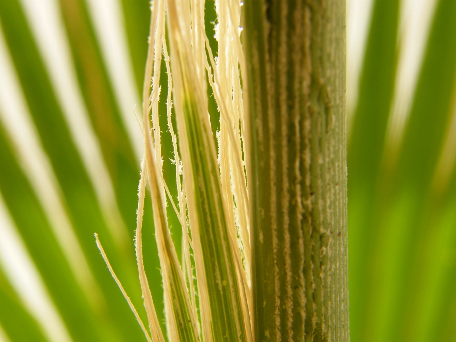 Washingtonia filifera