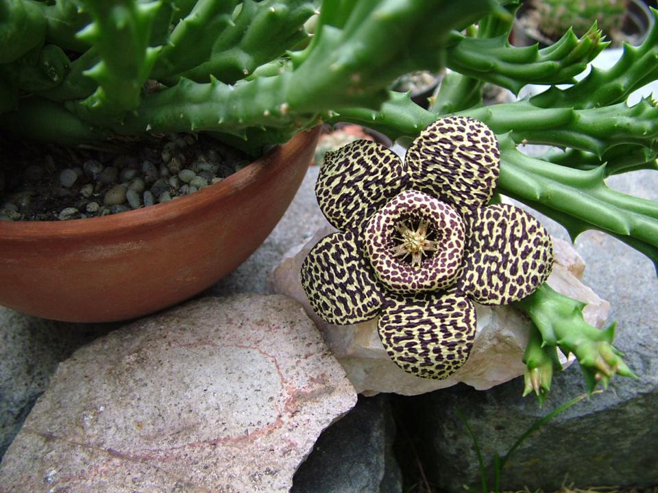 Orbea variegata 04