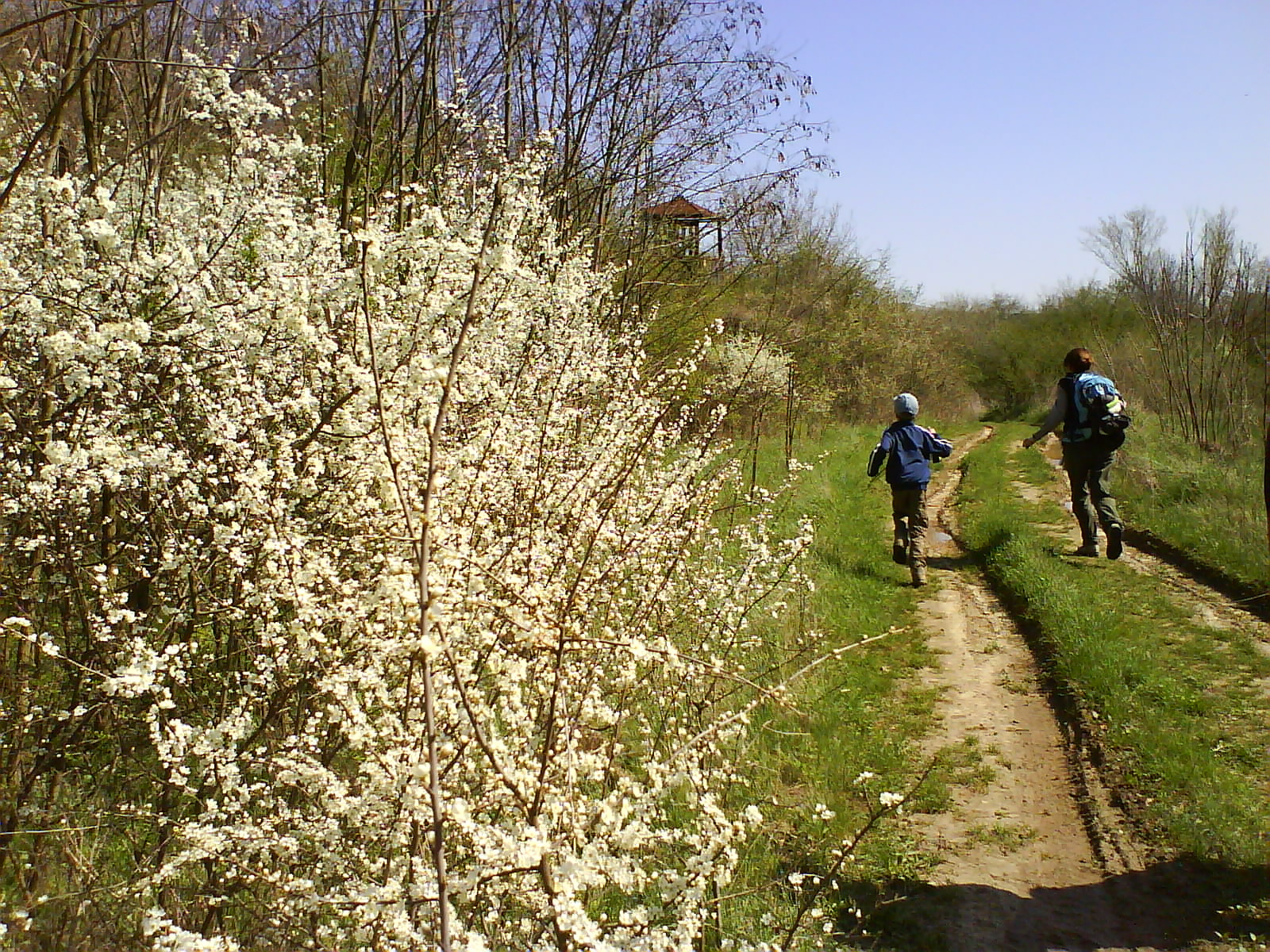 kökényes mellett