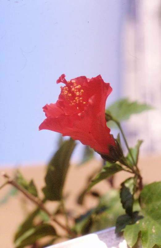 hibiszkusz1