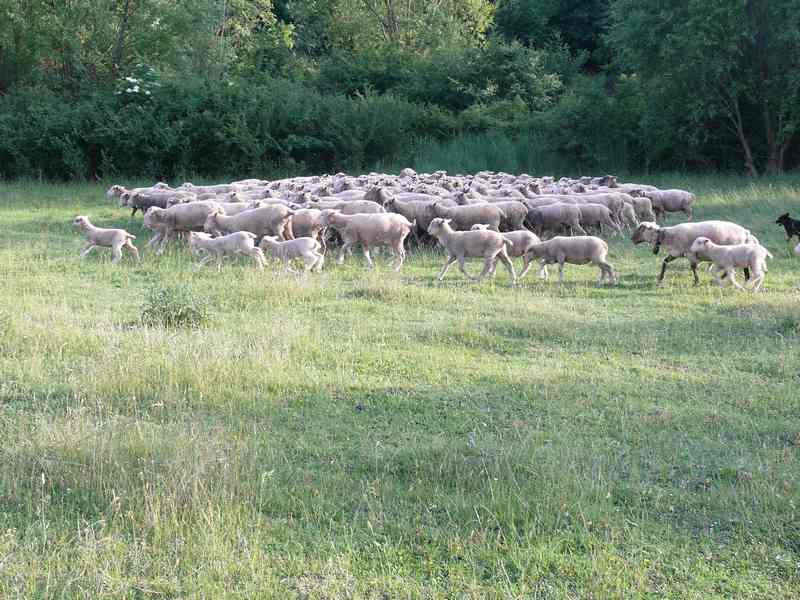 poganyi birkanyaj 800/poganyi birkanyaj00026