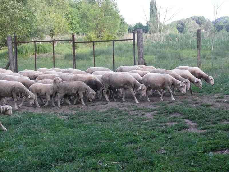 poganyi birkanyaj 800/poganyi birkanyaj00051