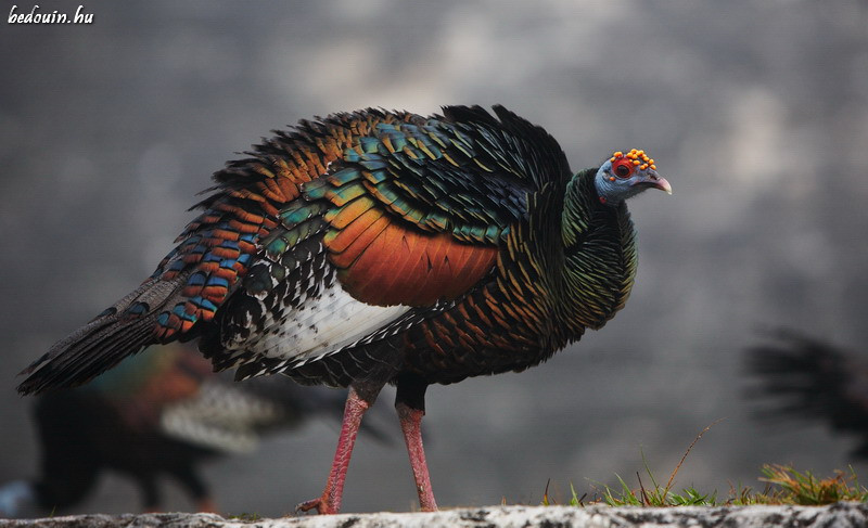 Wild turkey - Petén, Guatemala, 2008