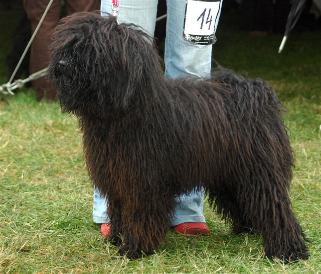 Eurodogshow HPK Klubkiállítás Kölyök BIS