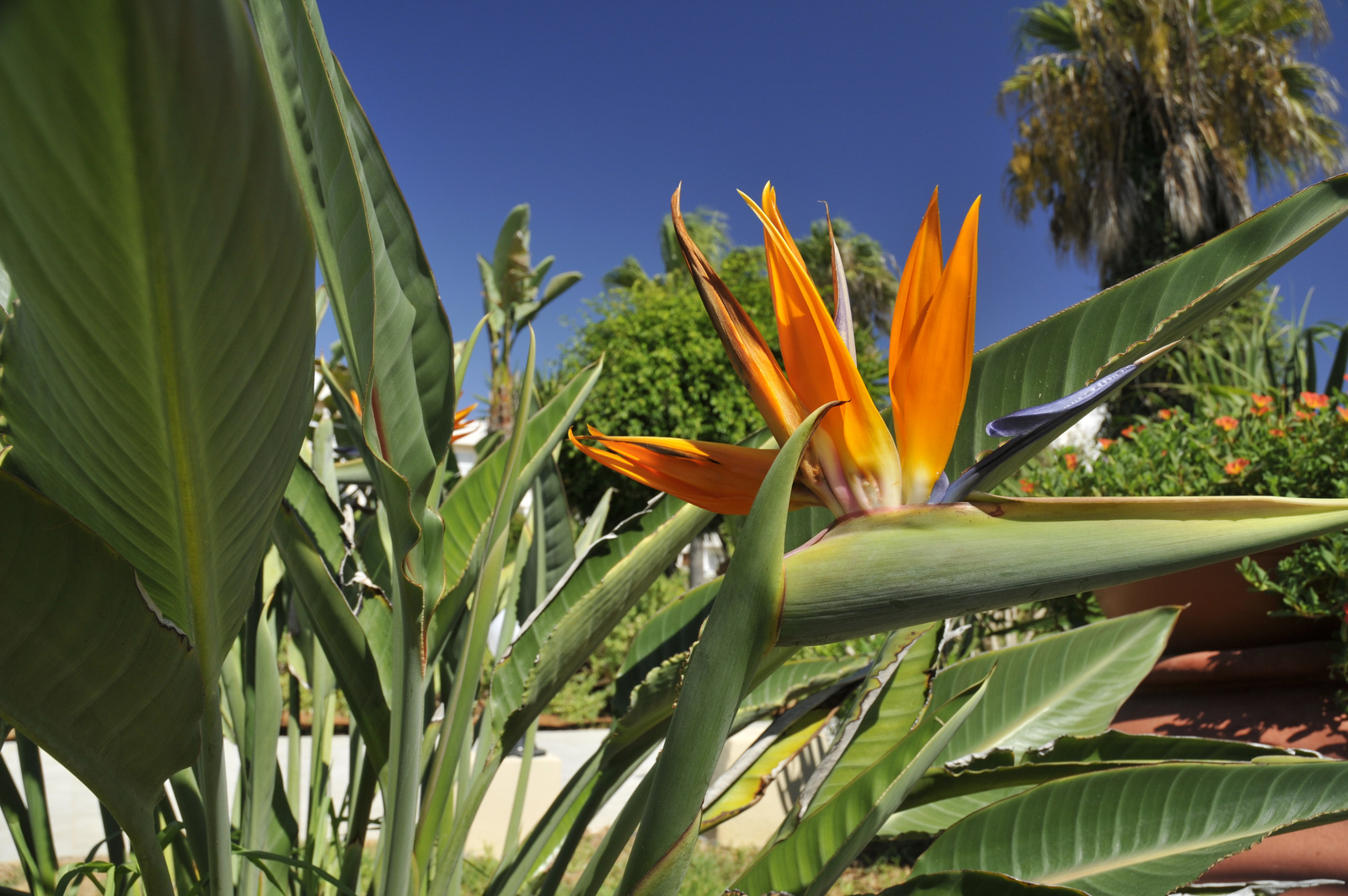 Ciprus,Adams Beach garden