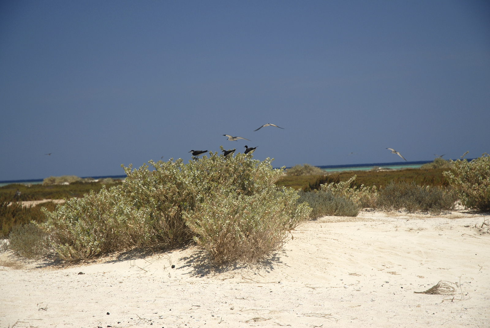 Marsa Alam (118)