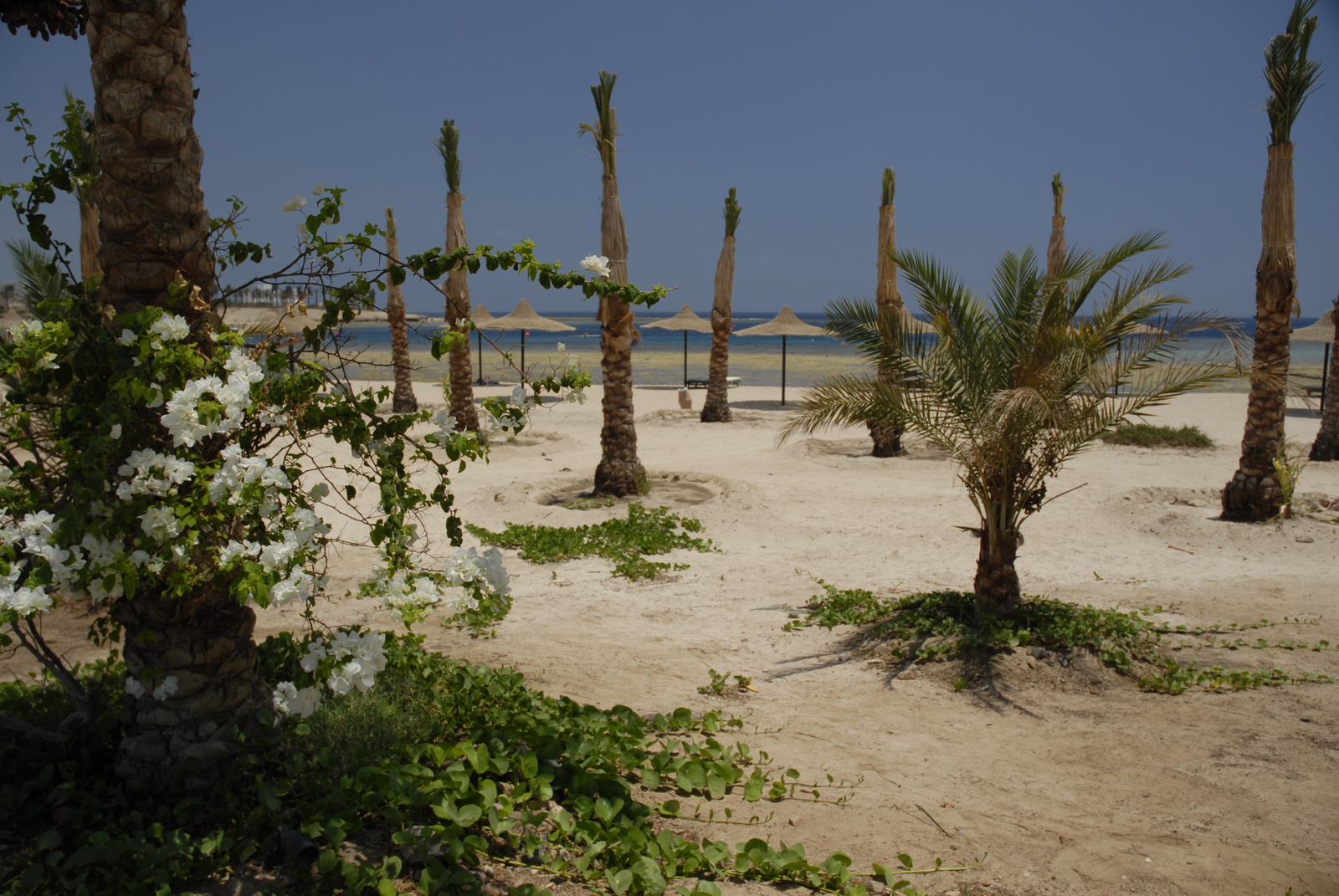 Marsa Alam (262)