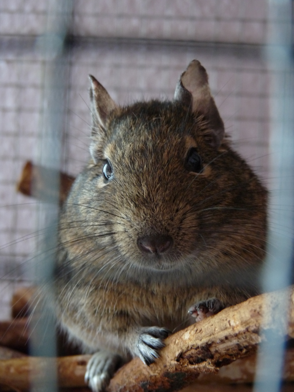 degu