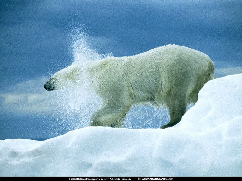 polar-bear-shake-492349-sw