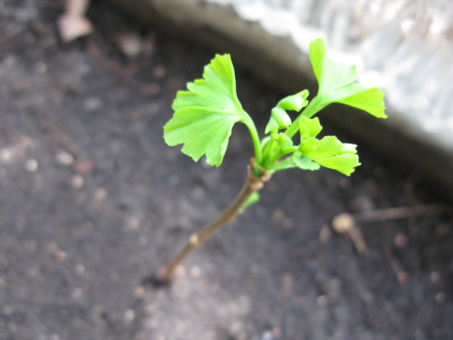 20110417 ginkgo